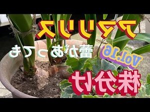 百合 新芽